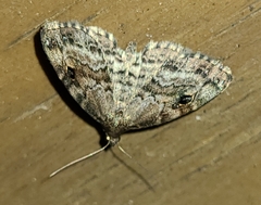 Melanomma auricinctaria