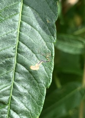 Stigmella intermedia