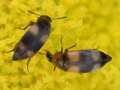 Anaspis quadrimaculata