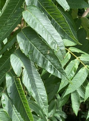 Stigmella intermedia