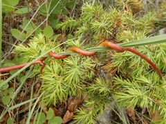 Cuscuta monogyna