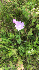 Malva moschata