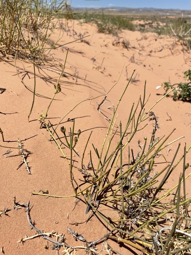 Image of Ephedra cutleri by (c) Matt Berger, some rights reserved (CC BY)