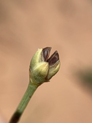 Ephedra cutleri