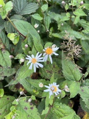 Eurybia chlorolepis