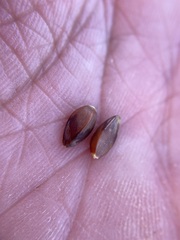 Ephedra cutleri