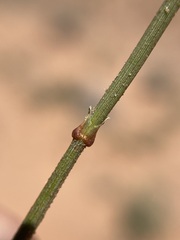 Ephedra cutleri