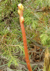 Cuscuta monogyna