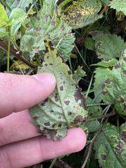 Eurybia chlorolepis