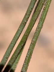 Ephedra cutleri