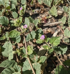 Allionia choisyi