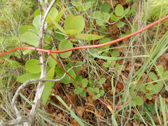 Cuscuta monogyna