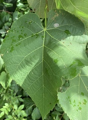Phyllonorycter tiliacella