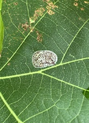 Phyllonorycter tiliacella