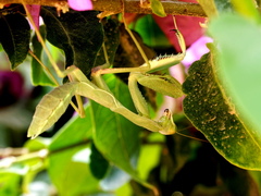Sphodromantis viridis