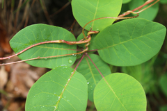 Cuscuta monogyna