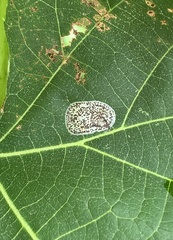 Phyllonorycter tiliacella