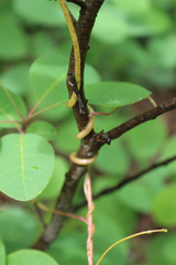 Cuscuta monogyna