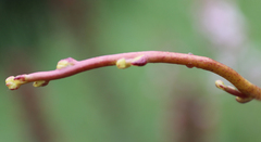 Cuscuta monogyna