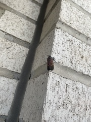 Lycorma delicatula