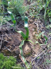 Trachyandra muricata