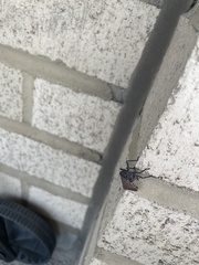 Lycorma delicatula