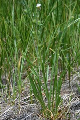 Erigeron lonchophyllus