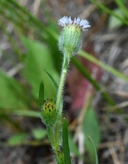 Erigeron lonchophyllus