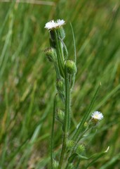 Erigeron lonchophyllus