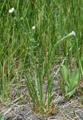 Erigeron lonchophyllus