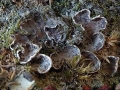 Peltigera lepidophora