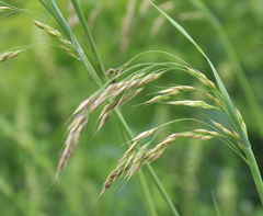 Stipa caragana