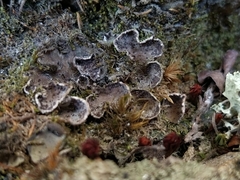 Peltigera lepidophora