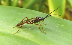 Degithina