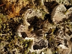 Peltigera lepidophora