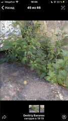 Solanum dulcamara