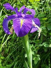 Iris latifolia