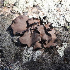 Umbilicaria polyrrhiza