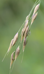 Stipa caragana