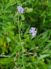 Lactuca pulchella