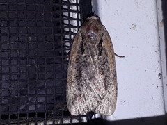 Eueretagrotis attentus