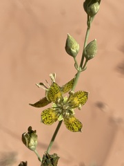 Frasera paniculata