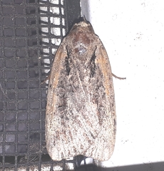 Eueretagrotis attentus