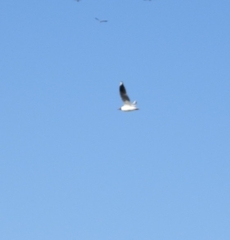 Chroicocephalus maculipennis