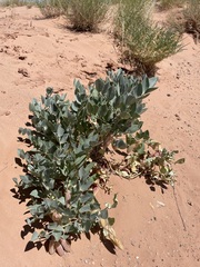Astragalus sabulosus vehiculus