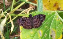 Ebrietas anacreon