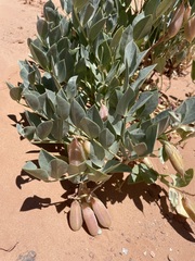 Astragalus sabulosus vehiculus
