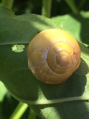 Cepaea