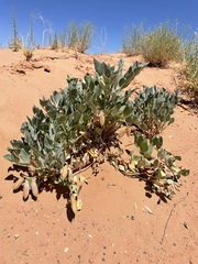 Astragalus sabulosus vehiculus