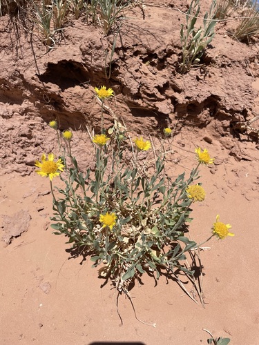 Image of Gaillardia spathulata by (c) Matt Berger, some rights reserved (CC BY)